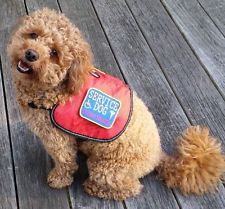 Jennifer Reeves: The Magical Benefits Of a Service Dog For Your Loved One Or You.